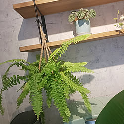 棚/観葉植物のある暮らし/白いキッチンのインテリア実例 - 2020-11-01 20:58:04