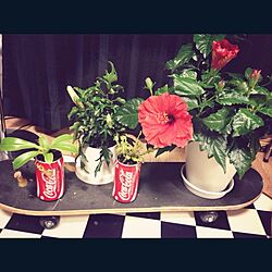 食虫植物/植物/ハイビスカス/スケボー/スケートボード...などのインテリア実例 - 2014-06-09 23:43:35