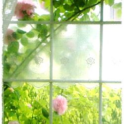 窓辺（＾ν＾）/植物のインテリア実例 - 2013-07-24 01:57:17