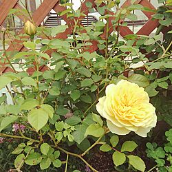 玄関/入り口/お庭のお花のインテリア実例 - 2016-09-17 21:33:10