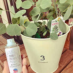 BotaNice/多肉植物/観葉植物/いつもいいねありがとうございます♡/フォローありがとうございます♡...などのインテリア実例 - 2019-07-06 19:16:26