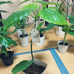 部屋全体/観葉植物のある暮らし/観葉植物/癒しの空間/くつろぎ空間...などのインテリア実例 - 2022-10-04 22:04:05