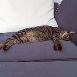 猫スペース/IKEA/モノトーン/グレー好き♡/リビングのインテリア実例 - 2020-04-06 13:09:46