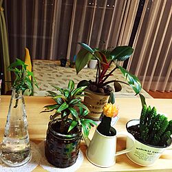 キッチン/観葉植物/多肉植物のインテリア実例 - 2016-02-28 19:00:31