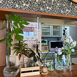 棚/DAISOで購入した観葉植物/植木のアカシアの花を生けてみました。/姫モンステラ/いばらきフラワーパーク...などのインテリア実例 - 2024-01-24 14:42:01