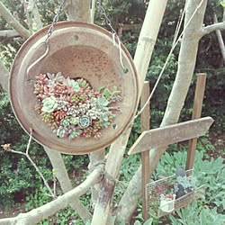 多肉植物/handmade/ハンドメイド/オープンガーデン/千葉県民...などのインテリア実例 - 2016-04-17 09:28:54