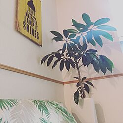リビング/壁飾り/観葉植物のある部屋/ニトリのインテリア実例 - 2017-06-04 20:21:49