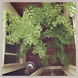 部屋全体/植物/庭/中庭のインテリア実例 - 2013-06-02 19:44:01