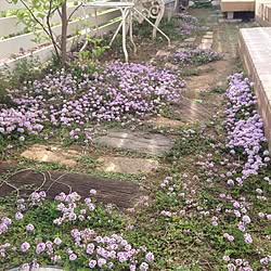 部屋全体/garden/植物/いつもありがとうございます♡のインテリア実例 - 2015-04-28 23:52:51