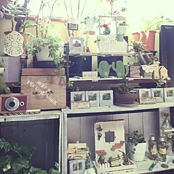 棚/観葉植物/多肉植物/NO GREEN NO LIFE/黒法師♡...などのインテリア実例 - 2017-04-19 07:22:04