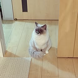キッチン/猫/ラグドール/一人暮らしのインテリア実例 - 2017-02-08 00:54:11