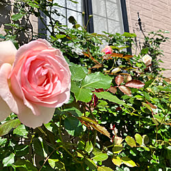 花のある暮らし/お庭の花/ありがとうございます♡/美しい/ピエール・ドゥ・ロンサール...などのインテリア実例 - 2023-05-04 07:11:35