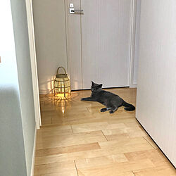 玄関/入り口/ねこと暮らす/猫との暮らし/IKEAのインテリア実例 - 2024-06-11 17:02:44