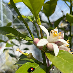 玄関/入り口/レモンの花/カフェ風/アンティーク調/ビンテージ家具...などのインテリア実例 - 2024-05-27 08:20:04