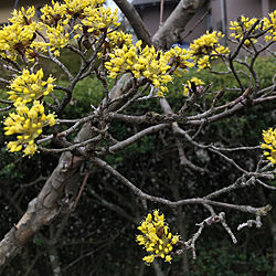黄色い小さい花/花のある暮らし/庭の花/ほっこり/あたたかい暮らし...などのインテリア実例 - 2020-03-14 16:09:07