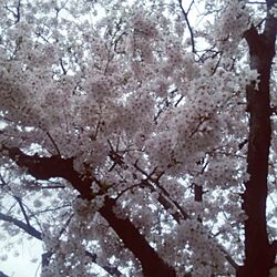 玄関/入り口/桜/近所の花のインテリア実例 - 2017-04-09 13:58:12
