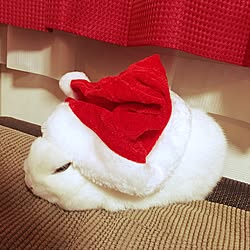 リビング/うさぎと暮らす/男だけのクリスマス/晩酌タイム/いいね！押し逃げばかりでごめんなさい。...などのインテリア実例 - 2016-12-24 19:08:50