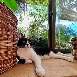 青空/空気入れ替え中/夏の朝/ねことの暮らし/ねこと暮らす...などのインテリア実例 - 2022-07-31 11:43:35