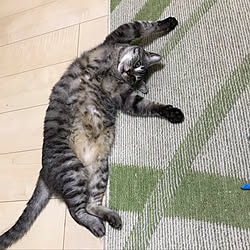 猫と暮らす/リビングのインテリア実例 - 2019-07-15 21:19:30