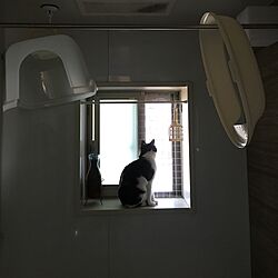 バス/トイレ/猫トイレ/猫のいる日常/猫との生活/猫...などのインテリア実例 - 2016-05-05 13:42:34
