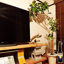 リビング/アルテシーマ/DIY/テレビ台/観葉植物...などのインテリア実例 - 2017-06-01 21:32:53