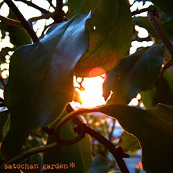 2017.3.14/ちむぽん/❤︎をありがとう/花のある暮らし/satochan garden＊...などのインテリア実例 - 2017-03-14 22:18:54