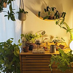 北欧インテリア/植物のある暮らし/観葉植物のある暮らし/北欧ナチュラルインテリア/観葉植物インテリア...などのインテリア実例 - 2023-12-24 18:35:53