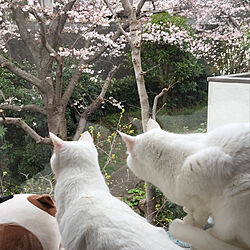 窓と猫の物語2021withYKKAP/ねこのいる風景/猫の後ろ姿/猫/部屋全体のインテリア実例 - 2021-11-20 10:29:26