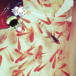 祭り/金魚すくい/屋台/金魚/イラスト...などのインテリア実例 - 2014-10-12 10:21:44