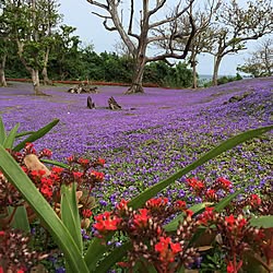 ベッド周り/南国の島/年に一度のご褒美景色/海/ヒメキランソウ...などのインテリア実例 - 2017-04-04 18:47:38