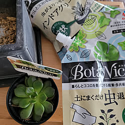 棚/観葉植物/多肉植物/植物のある暮らし/虫対策...などのインテリア実例 - 2022-07-09 12:29:33