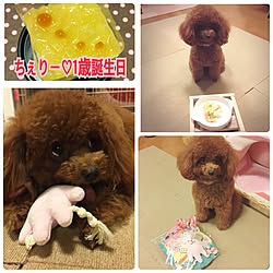 ベッド周り/インテリアじゃなくてごめんなさい/今日は愛犬の誕生日♪/愛犬と暮らす家/トイプードル...などのインテリア実例 - 2016-11-13 23:16:30