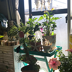 植物のある部屋/アンスリウム/ハイビスカス/花のある暮らし/南国植物...などのインテリア実例 - 2019-10-13 23:58:04