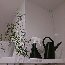 キッチン/北欧雑貨/北欧/観葉植物/IKEA...などのインテリア実例 - 2019-09-27 21:11:26