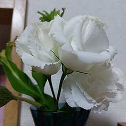 リビング/植物/花/白い花のインテリア実例 - 2022-11-13 22:51:47