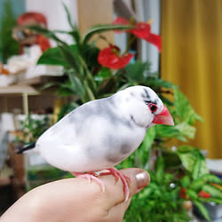 文鳥と暮らす/文鳥/ナチュラル/観葉植物/多肉植物...などのインテリア実例 - 2019-11-14 19:54:12