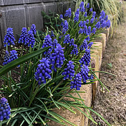 花が好き/こどもと暮らす/春はもうすぐ/植物からの癒し/手作り...などのインテリア実例 - 2020-03-23 05:45:16