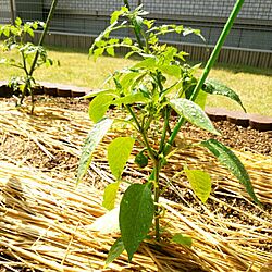 野菜/家庭菜園/インテリアじゃなくてごめんなさい/玄関/入り口のインテリア実例 - 2015-05-18 09:36:41