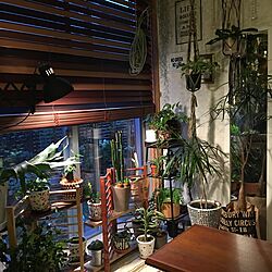 玄関/入り口/シザーアームライトDIY/IKEA/SACHIちゃんプラハン/観葉植物...などのインテリア実例 - 2016-05-05 18:32:38
