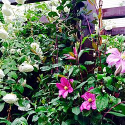 玄関/入り口/植物/パーゴラ/ばら/薔薇が好き...などのインテリア実例 - 2016-05-25 19:22:42