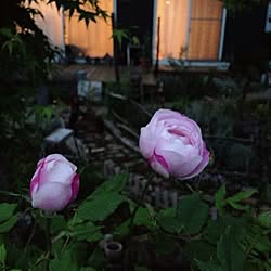 薔薇/ガーデンのインテリア実例 - 2013-05-12 22:29:33