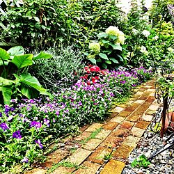 ７月の庭/まだビオラが綺麗です/手作りの庭/日替わり投稿企画!日曜日/定点観測...などのインテリア実例 - 2017-07-02 14:52:21