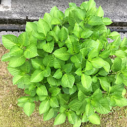 南向きの庭/紫陽花が咲かない/曇り28°/pm4時過ぎ土砂降り/梅雨入りしました...などのインテリア実例 - 2020-06-14 19:15:10