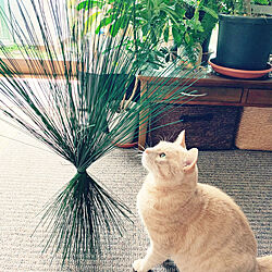 い草の香りに癒される/わが家の猫で試してみました‼︎/フレグンスではなくフレグラス❣️/い草を染色してます♪♪/イケヒコ・モニター...などのインテリア実例 - 2021-03-22 12:38:15