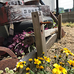 荒地に花を咲かせましょう/荒地ガーデン/ガーデニング/変◯職人/ジャンクガーデンのインテリア実例 - 2019-04-22 11:32:00