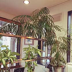 部屋全体/実家/うちじゃなくてすいません/グリーンのある暮らし/植物love♡...などのインテリア実例 - 2016-06-29 12:59:33