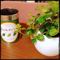 キッチン/植物のインテリア実例 - 2013-05-04 16:59:53