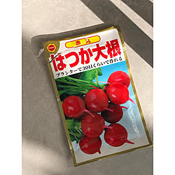 雑貨のある暮らし/日々の暮らし/instagram nono.0129/日常風景/家庭菜園...などのインテリア実例 - 2021-12-11 14:26:03