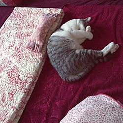 ベッド周り/ベッドスプレッド/NO CAT,NO LIFE❤️/トワルドジュイ/猫用枕のインテリア実例 - 2016-05-28 18:02:19