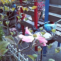 庭/ガーデニング/ハナミズキ/DIY/雑貨のインテリア実例 - 2023-04-17 00:10:51